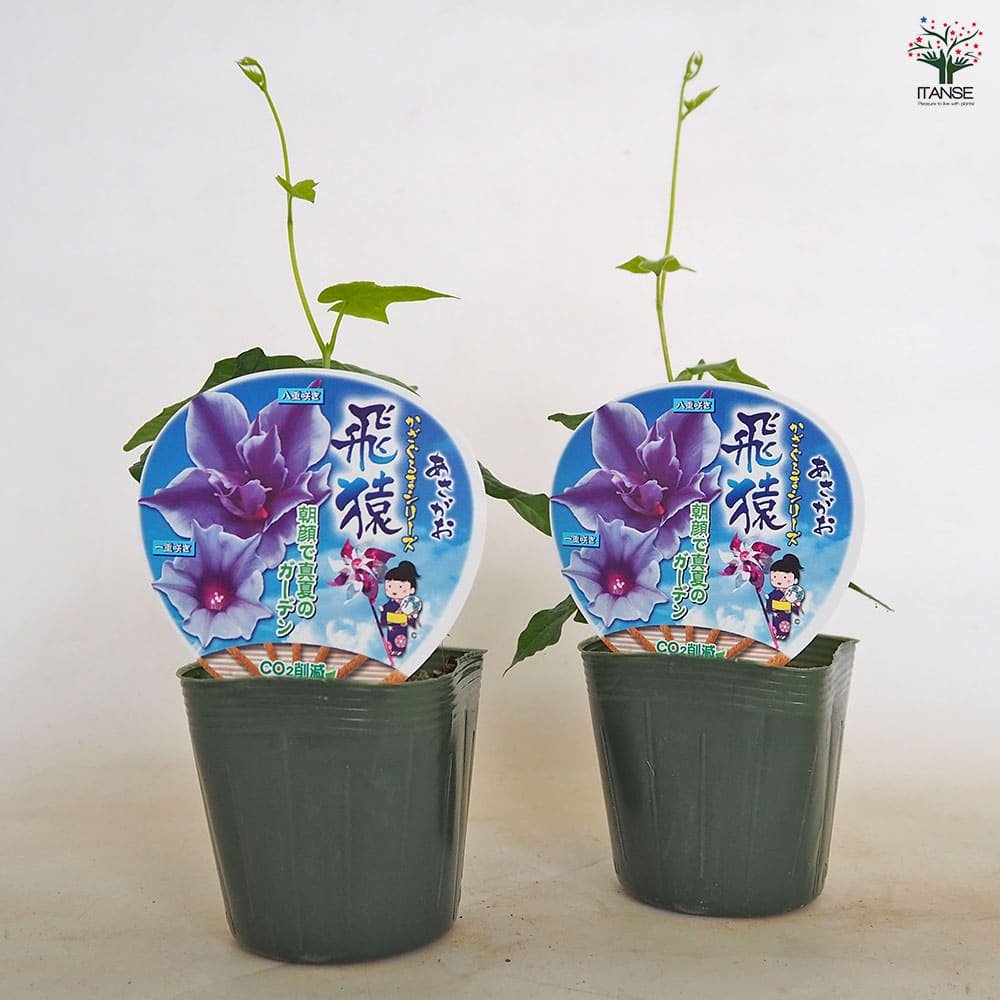 あさがおページ 朝顔」【3Dモデル】 - トキワ雑貨店 - BOOTH