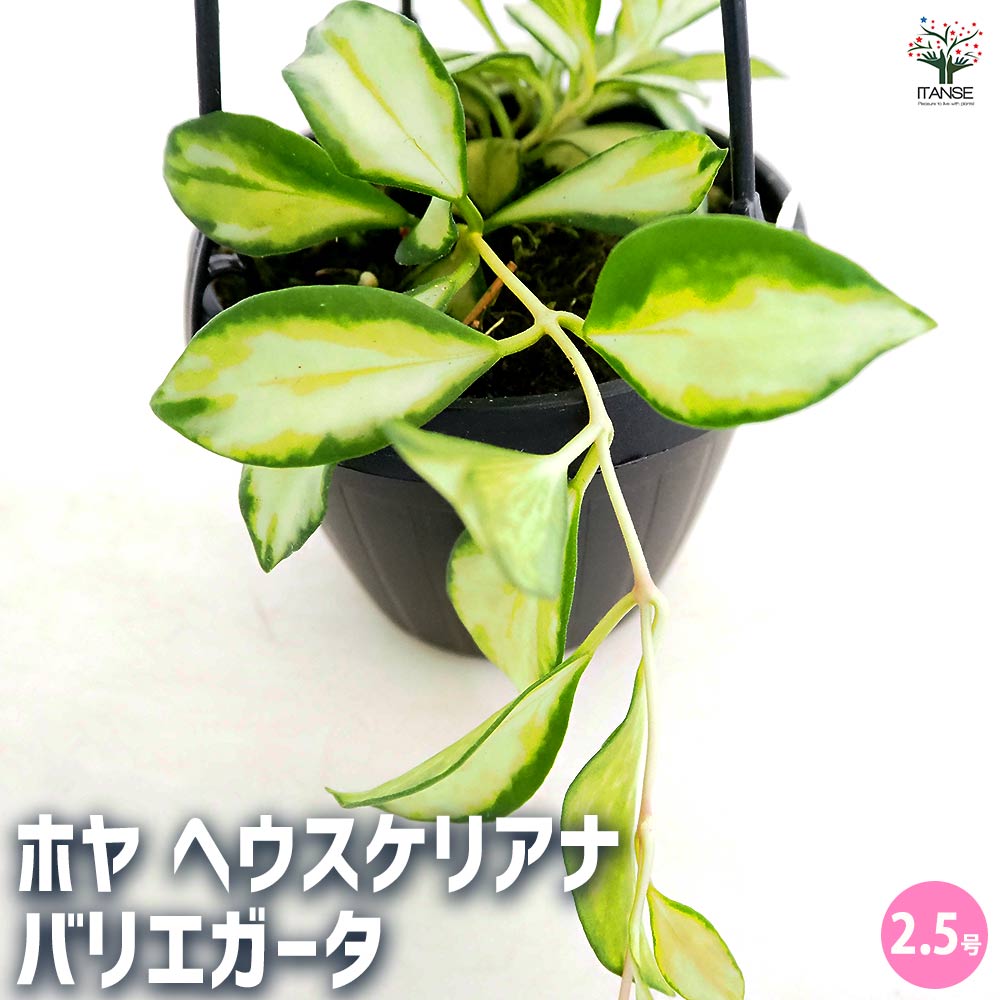 ホヤ ヘウスケリアナ バリエガータ 吊り 【観葉植物 2.5号／1個売り