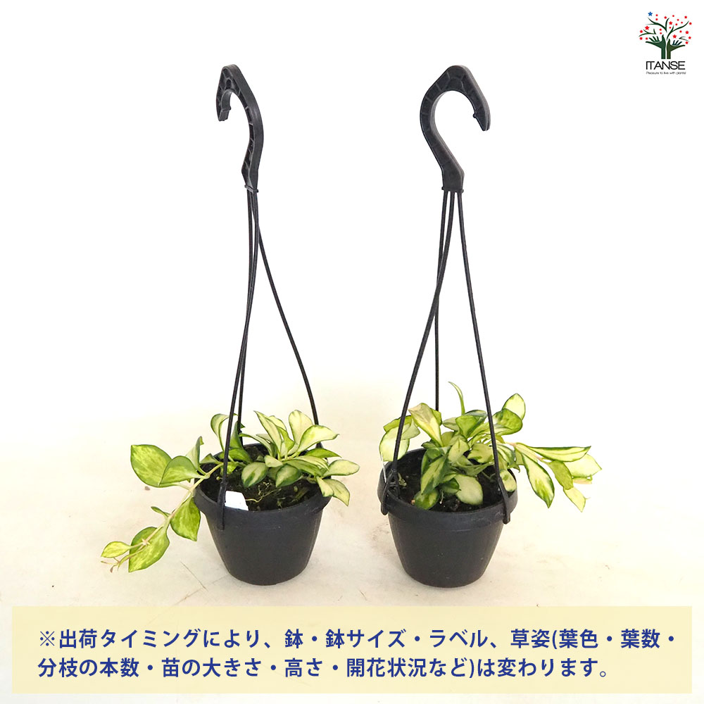 ホヤ ヘウスケリアナ バリエガータ 吊り 【観葉植物 2.5号／1個売り
