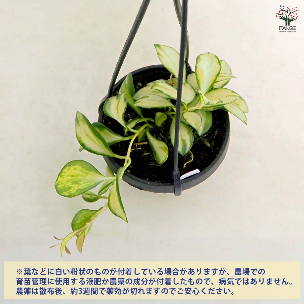 ホヤ ヘウスケリアナ バリエガータ 吊り 【観葉植物 2.5号／1個売り