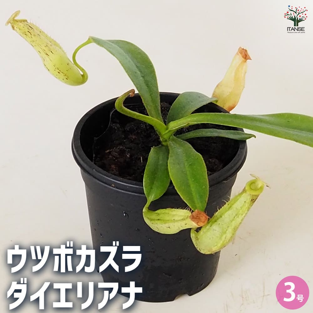 食虫植物 ウツボカズラ ダイエリアナ 【観葉植物 3号/1個売り】