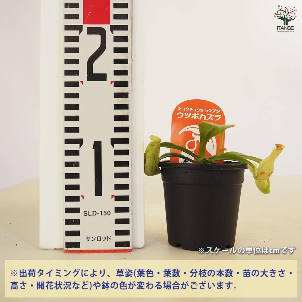 食虫植物 ウツボカズラ ダイエリアナ 【観葉植物 3号/1個売り】