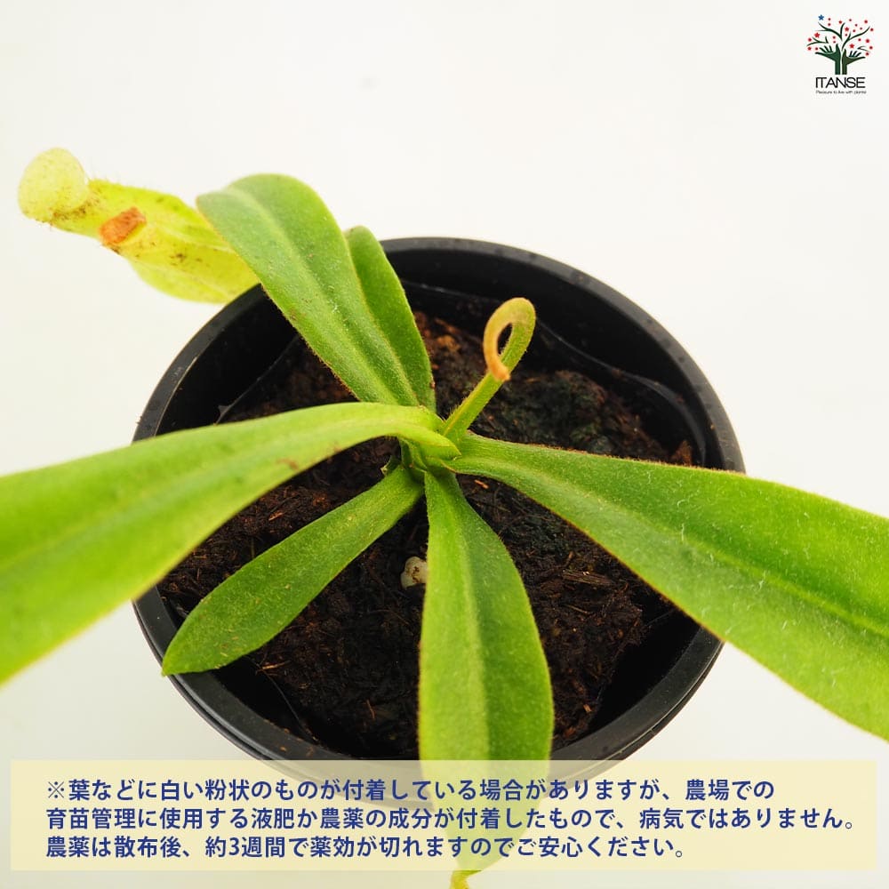 食虫植物 ウツボカズラ ダイエリアナ 【観葉植物 3号/1個売り】