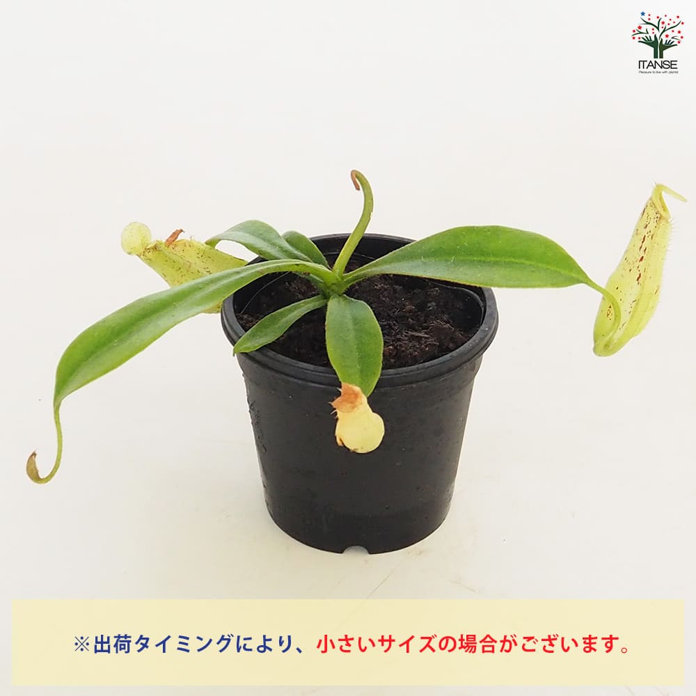 食虫植物 ウツボカズラ ダイエリアナ 【観葉植物 3号/1個売り】