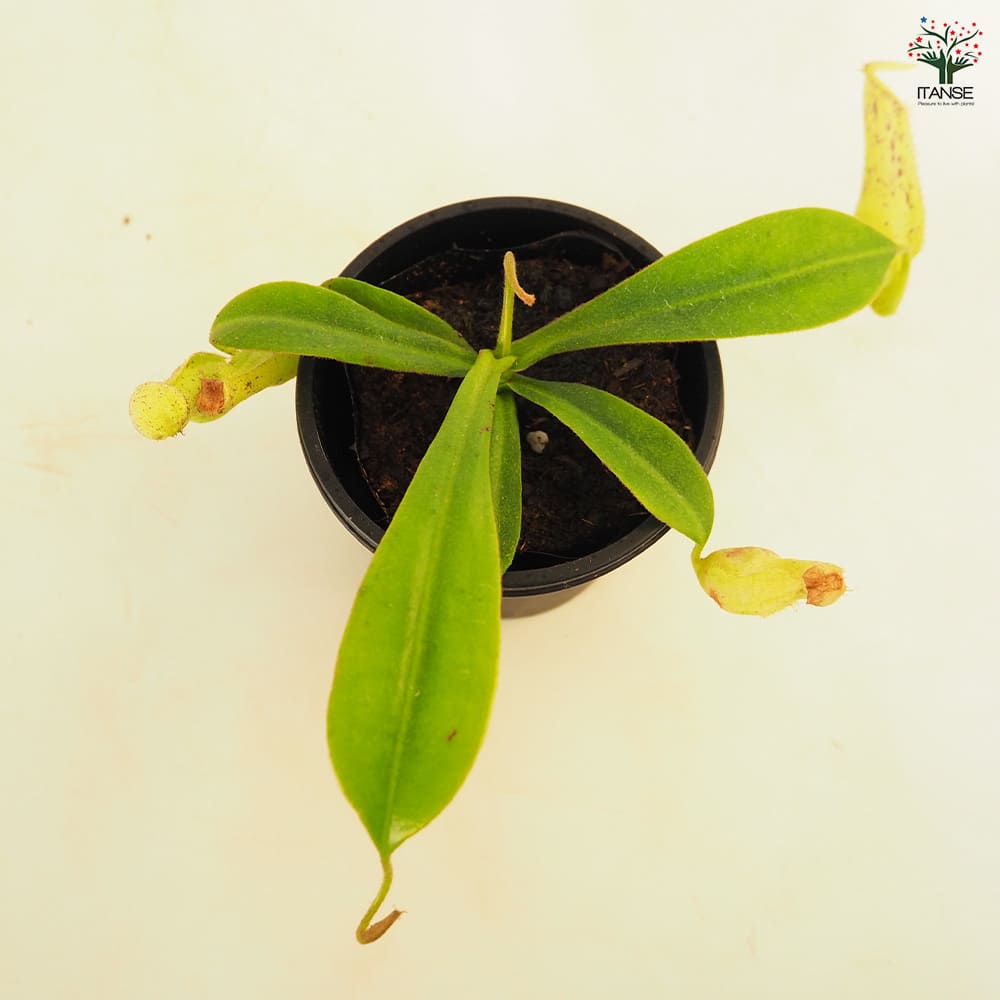 食虫植物 ウツボカズラ ダイエリアナ 【観葉植物 3号/1個売り】