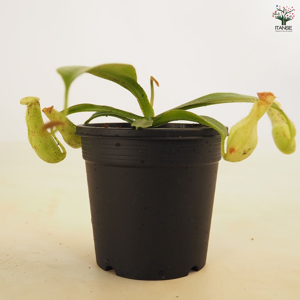 食虫植物 ウツボカズラ ダイエリアナ 【観葉植物 3号/1個売り】