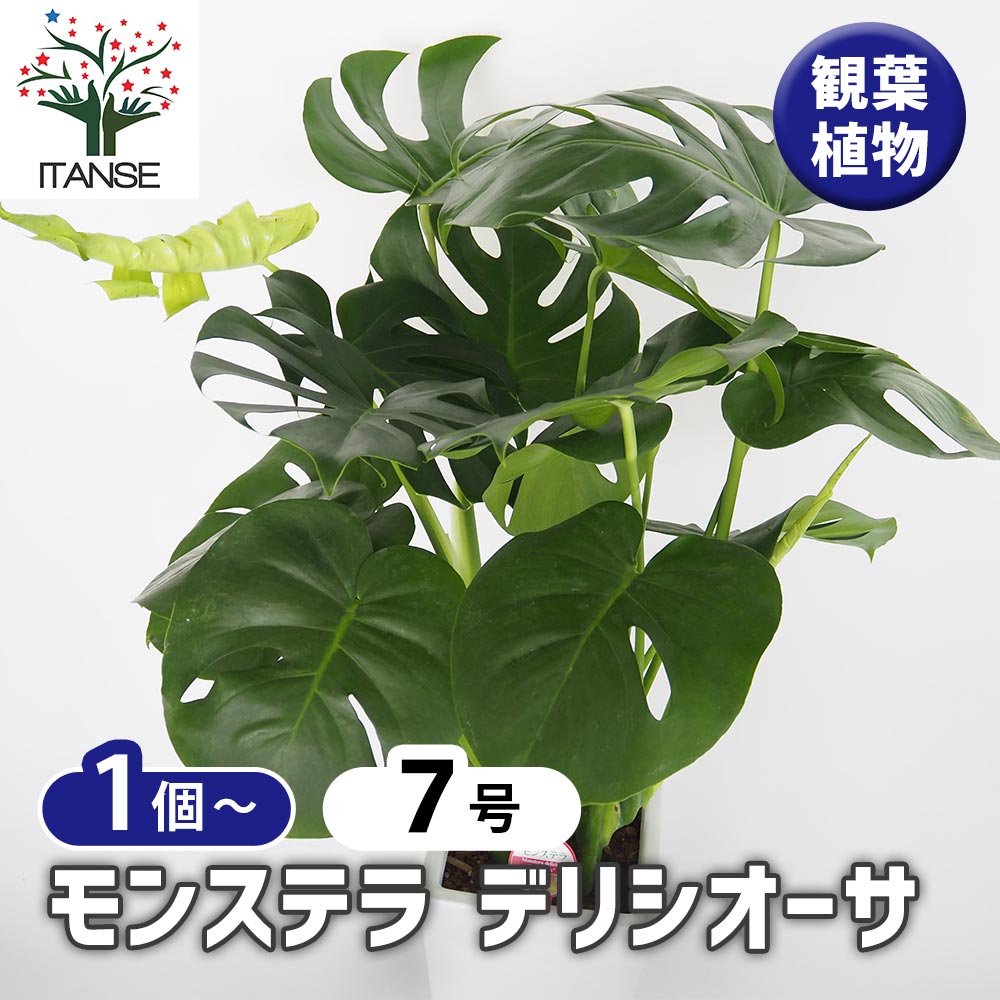 モンステラ デリシオーサ 【観葉植物 7号／1個売り】｜ 【植物の