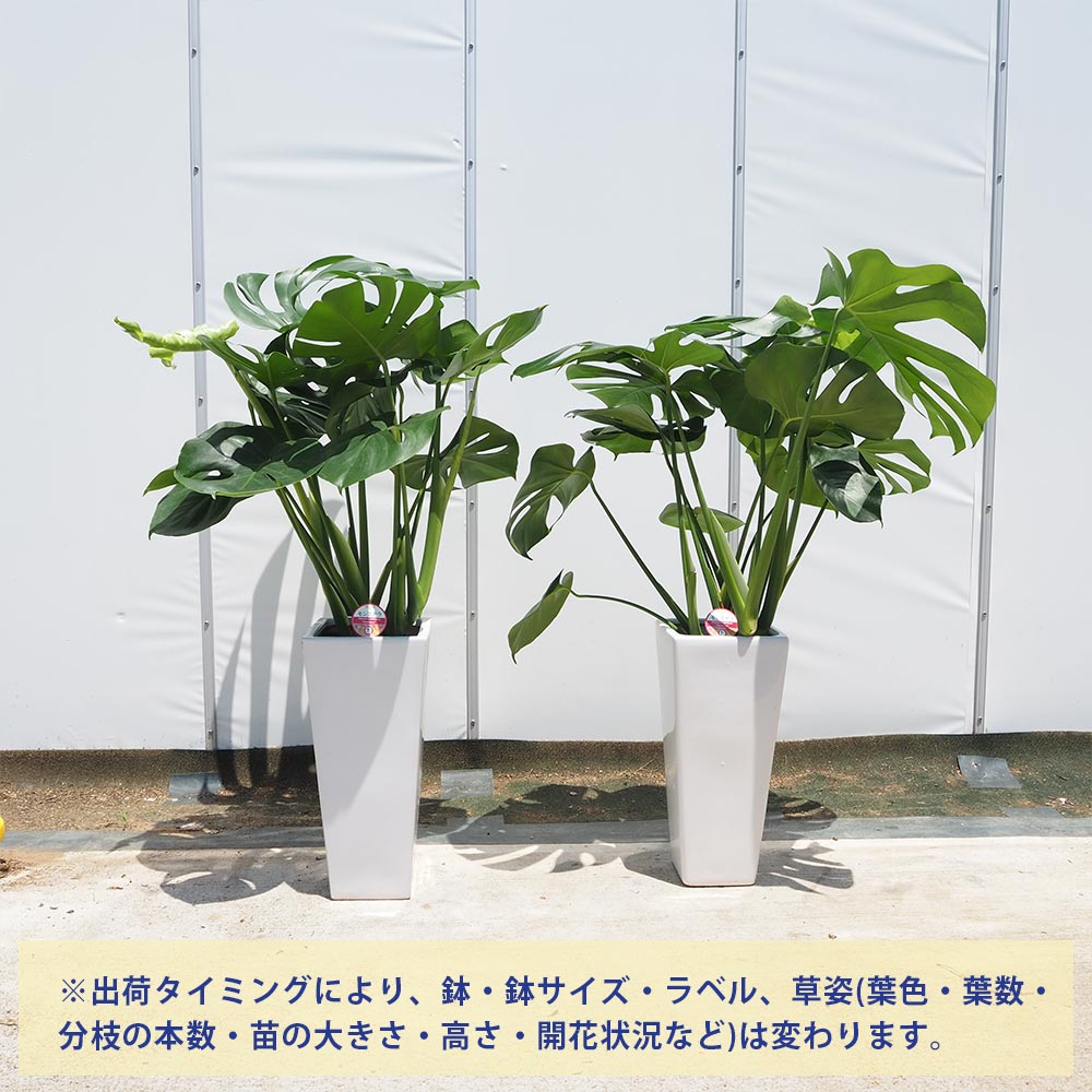 モンステラ　デリシオーサ　値上がり 250616 9 モンステラ デリシオーサ 穴あき良きセレクト | 希少植物の販売