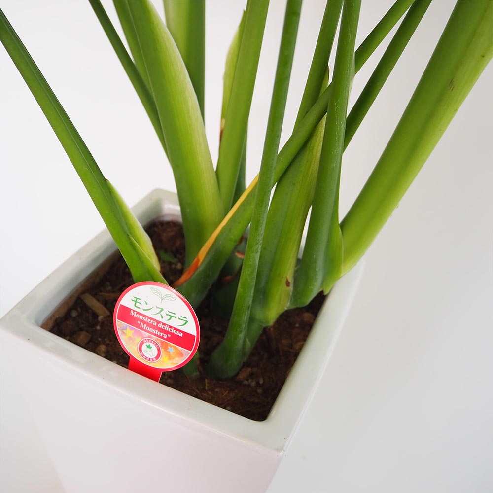 モンステラ デリシオーサ 【観葉植物 7号／1個売り】｜ 【植物の