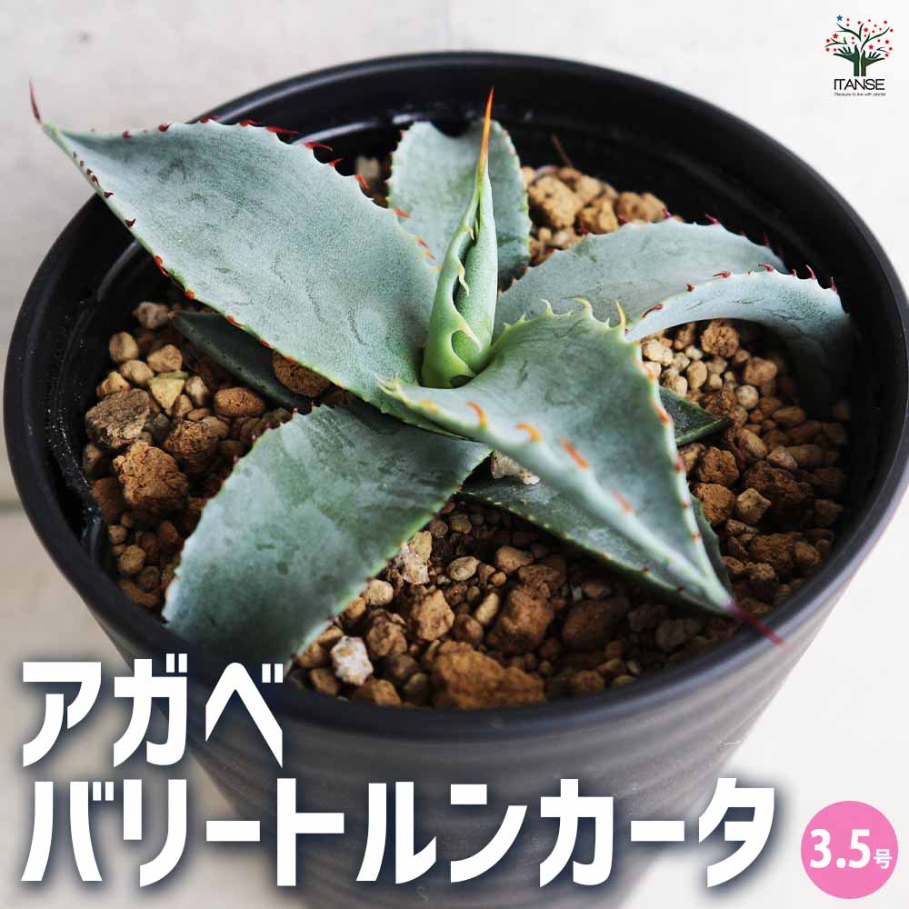 アガベ バリートルンカータ 【多肉植物 3.5号／1個売り】｜ 【植物の