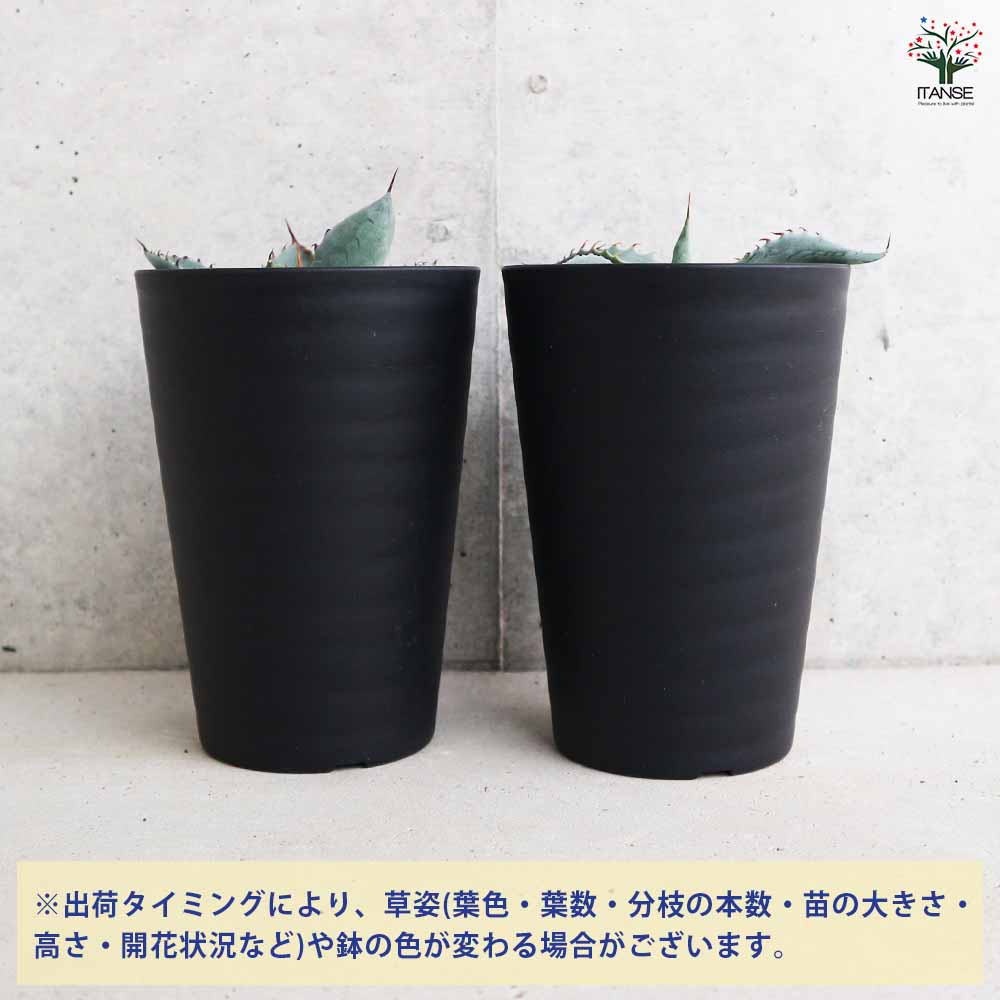 アガベ バリートルンカータ 【多肉植物 3.5号／1個売り】｜ 【植物の