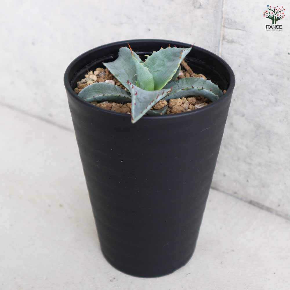 アガベ バリートルンカータ 【多肉植物 3.5号／1個売り