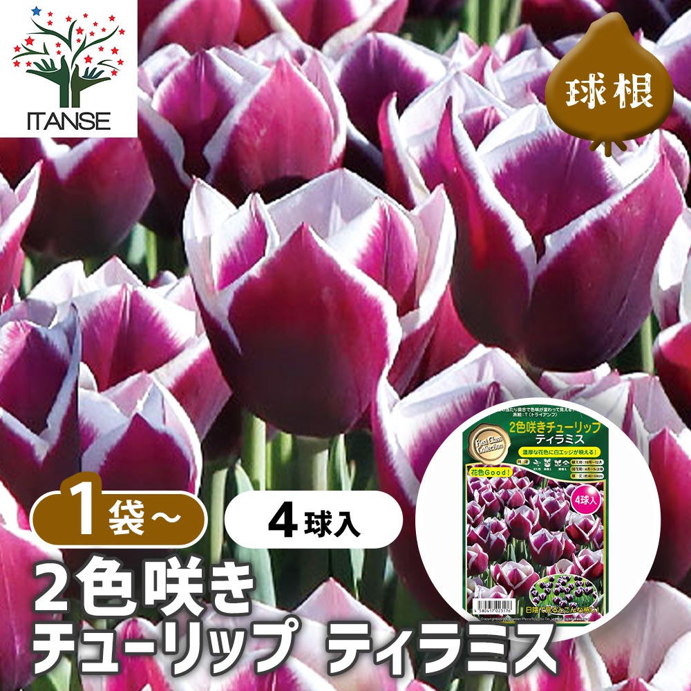 2色咲きチューリップ ティラミス