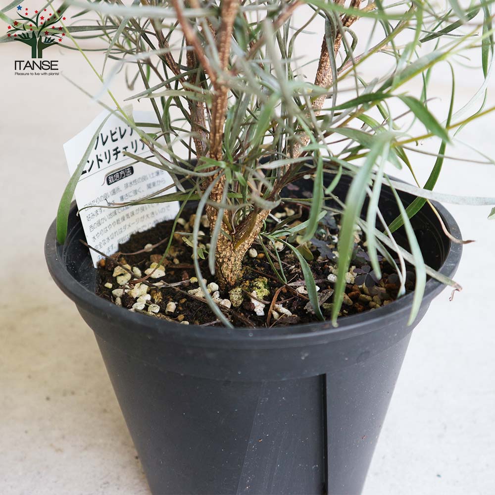 グレビレア・エンドリチェリアナ【花苗 6号黒プラ鉢大苗／1個売り