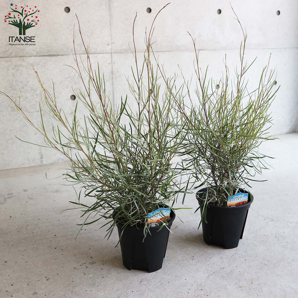 グレビレア・エンドリチェリアナ【花苗 6号黒プラ鉢大苗／1個売り