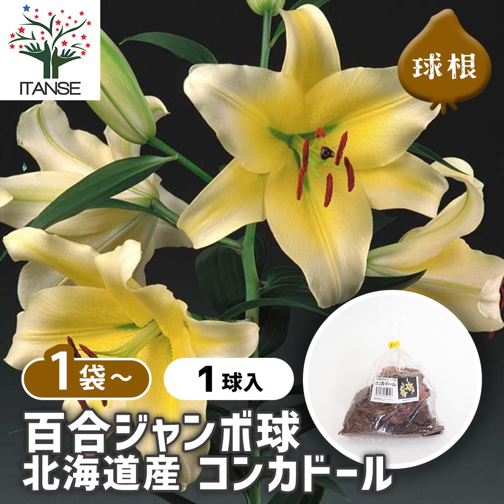 花球根 百合ジャンボ球 北海道産 コンカドール 【花球根 1球