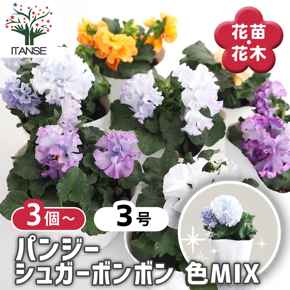 パンジー シュガーボンボン