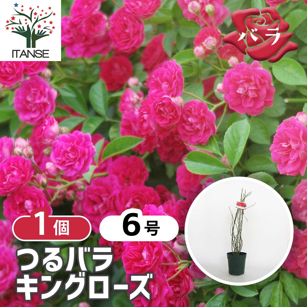 つる薔薇 キングローズ 【花木苗 6号／1個売り】｜ 【植物の