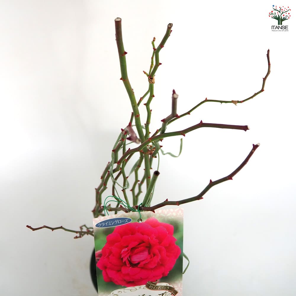 つる薔薇 キングローズ 【花木苗 6号／1個売り】｜ 【植物の