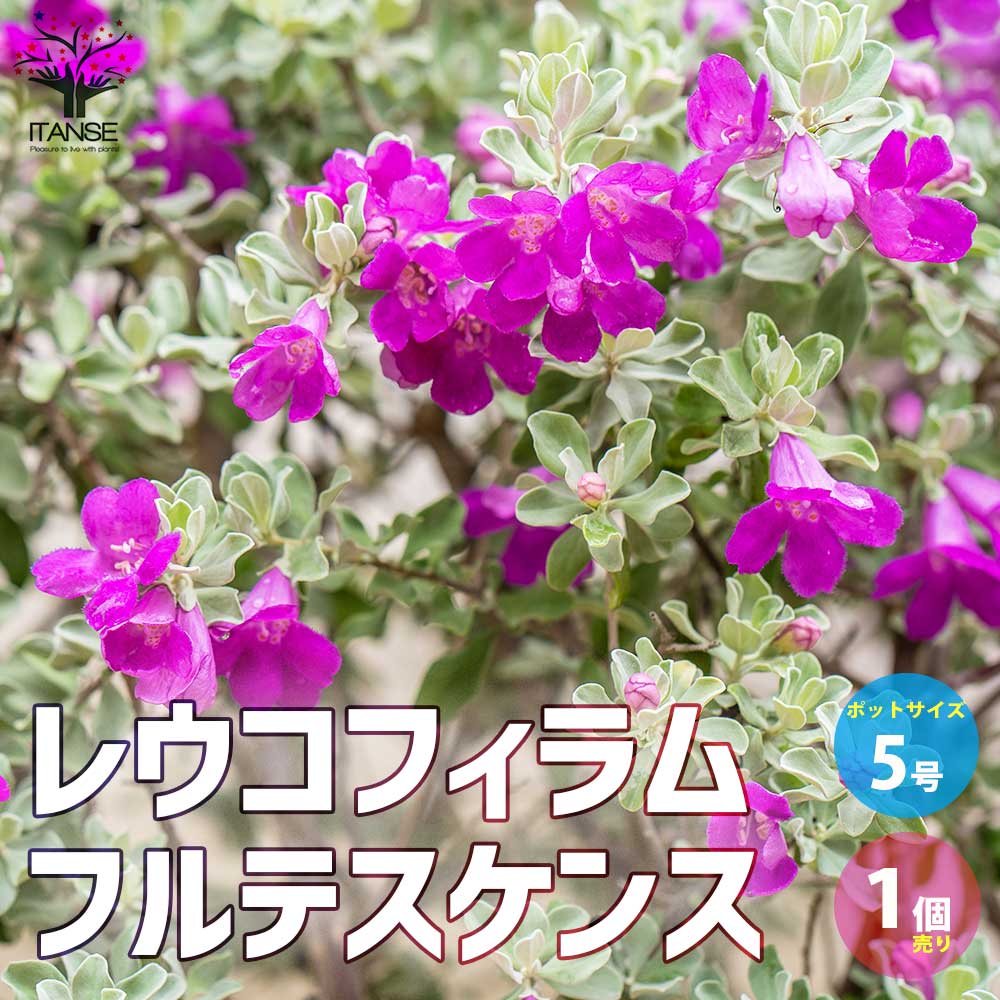 レウコフィルム フルテスケンス【庭木 5号ポット／1個売り】