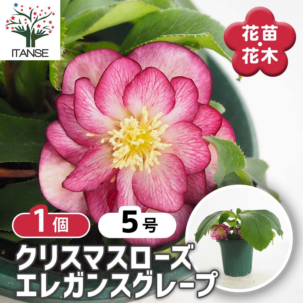 クリスマスローズ エレガンスグレープ 【花苗 5号／1個売り】｜ 【植物