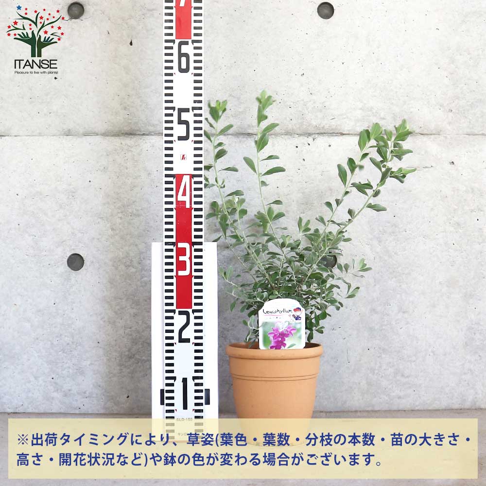 Itanse良品ｾﾚｸﾄ通販