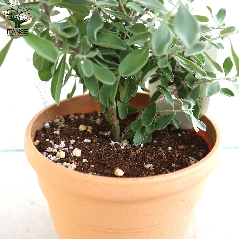 Itanse良品ｾﾚｸﾄ通販