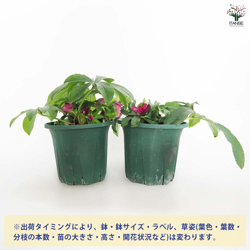 クリスマスローズ エレガンスグレープ 【花苗 5号／1個売り】｜ 【植物