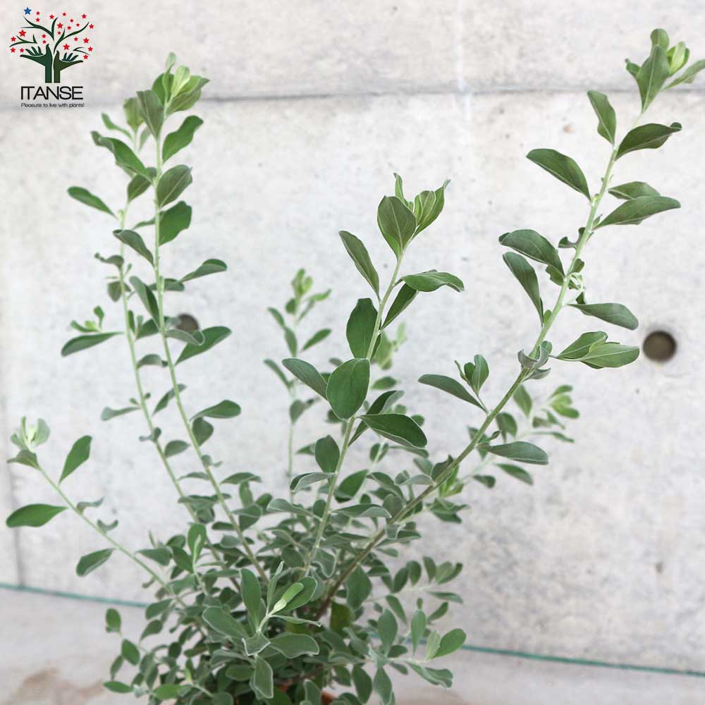 Itanse良品ｾﾚｸﾄ通販