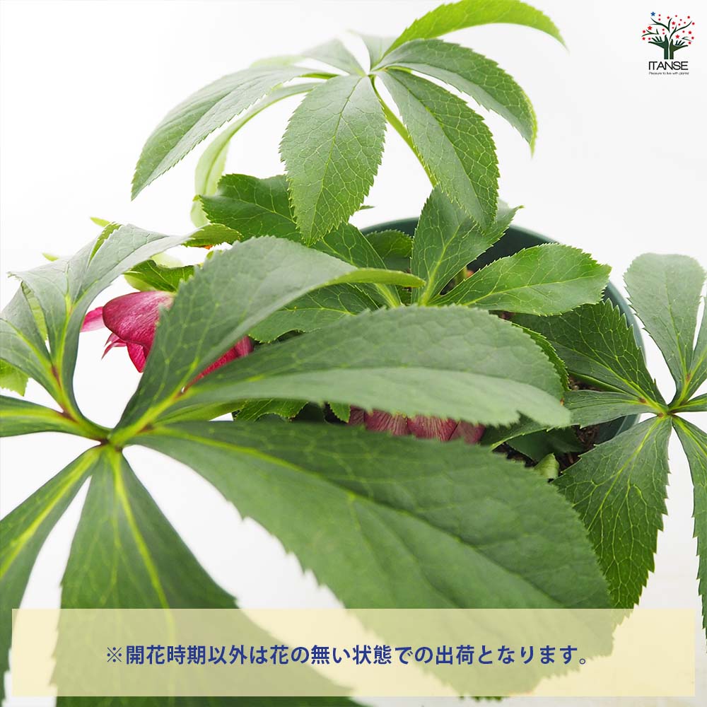 クリスマスローズ エレガンスグレープ 【花苗 5号／1個売り】｜ 【植物