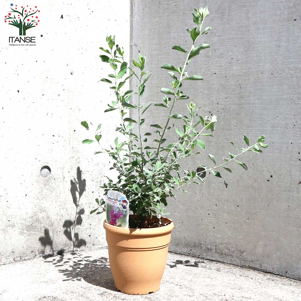 レウコフィルム フルテスケンス【庭木 5号ポット／1個売り】｜ 【植物