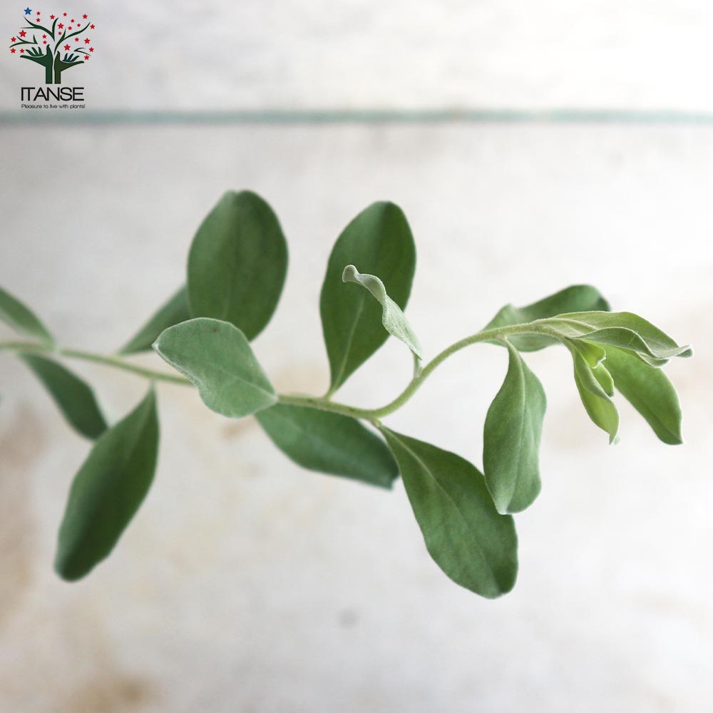 レウコフィルム グリーンリーフ特価品/ 759 レウコフィルム