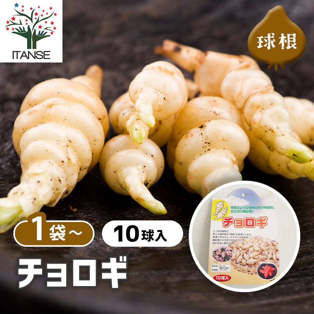 野菜球根 チョロギ 【野菜の苗 10球】｜ 【植物のITANSE】全品