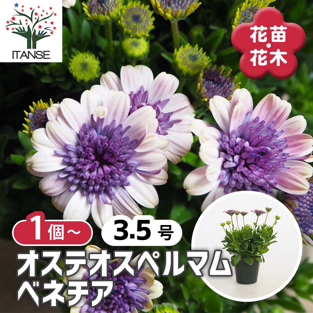 オステオスペルマム ベネチア 【花苗 3.5号】｜ 【植物のITANSE