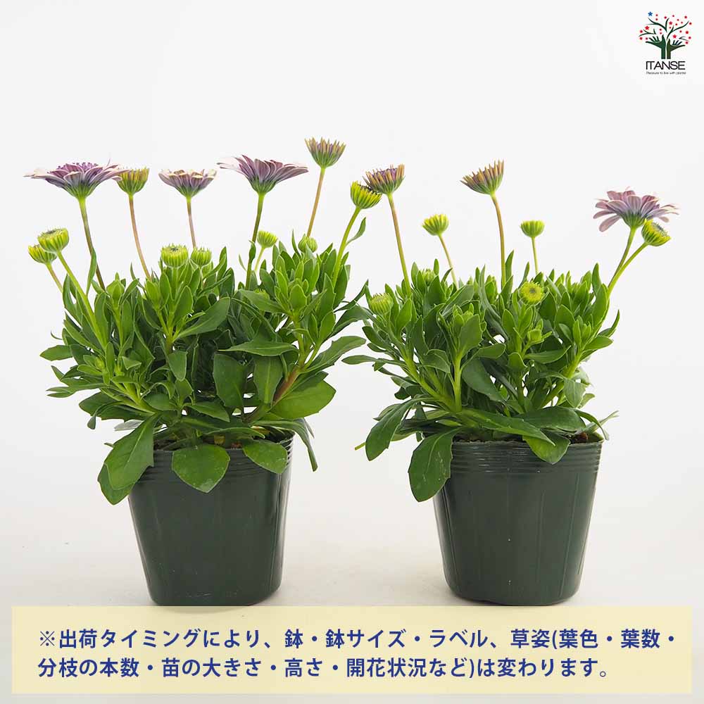 オステオスペルマム ベネチア 【花苗 3.5号】｜ 【植物のITANSE