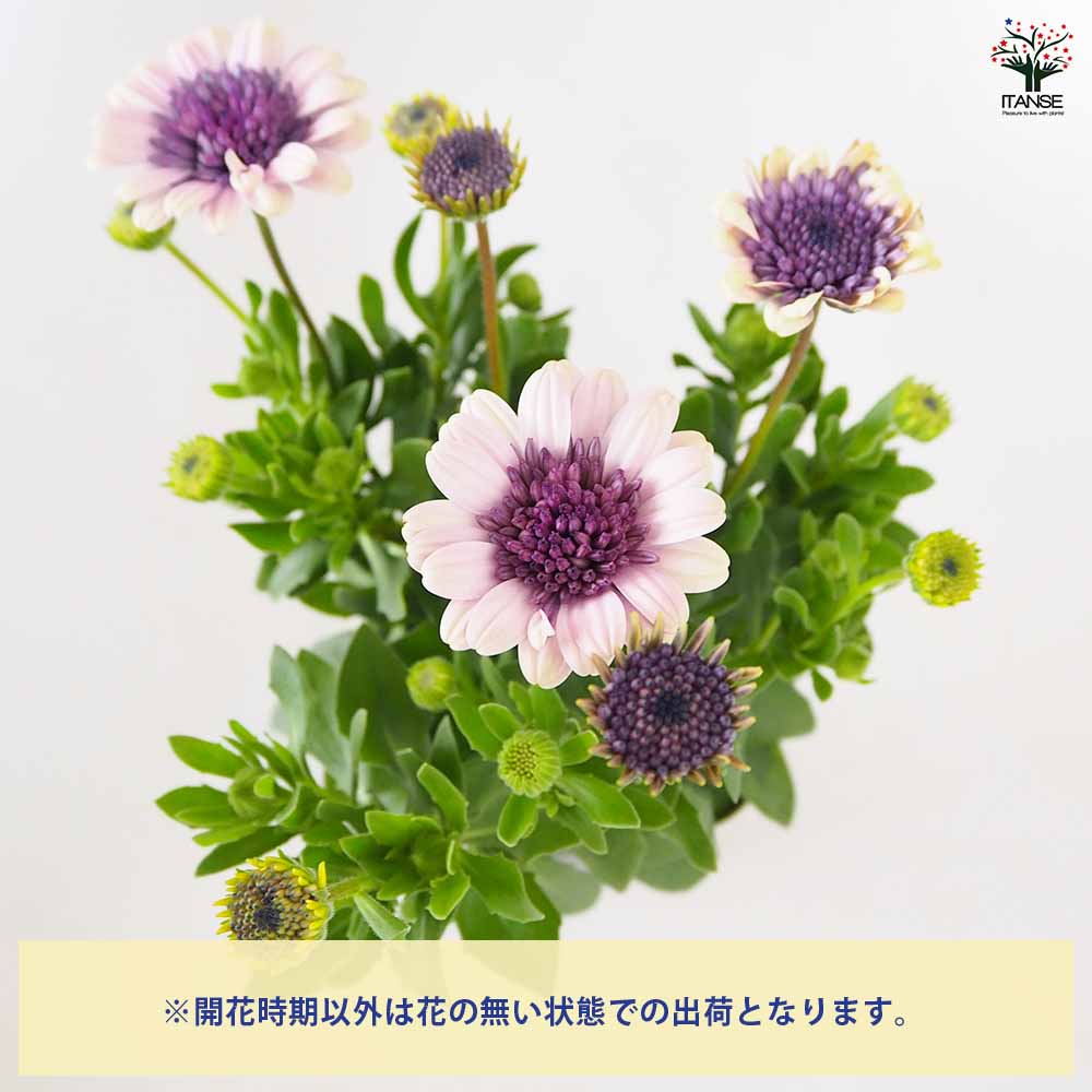 こむぎ様　確認用　オステオスペルマム　ベネチア オステオスペルマム ベネチア 【花苗 3.5号】｜ 【植物のITANSE