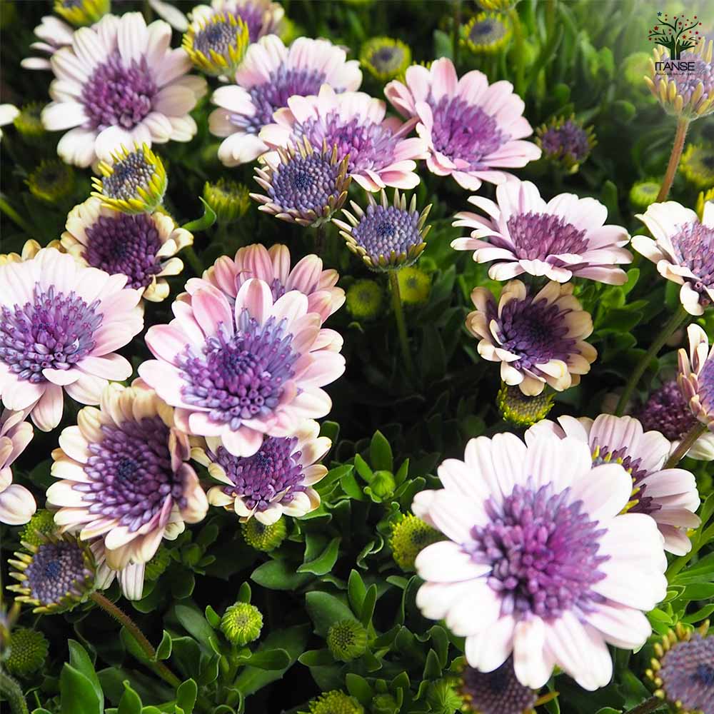 こむぎ様　確認用　オステオスペルマム　ベネチア オステオスペルマム ベネチア 【花苗 3.5号】｜ 【植物のITANSE