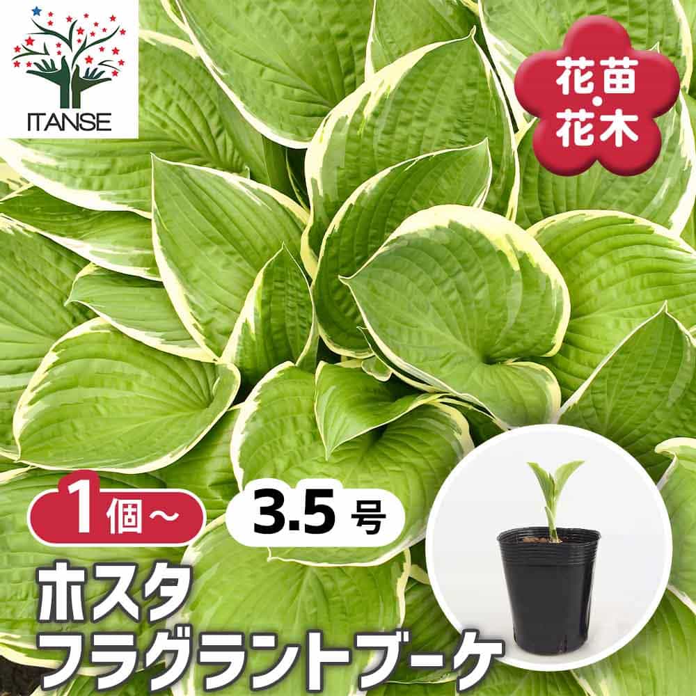 ホスタ フラグラントブーケ 【花苗 3.5号】｜ 【植物のITANSE