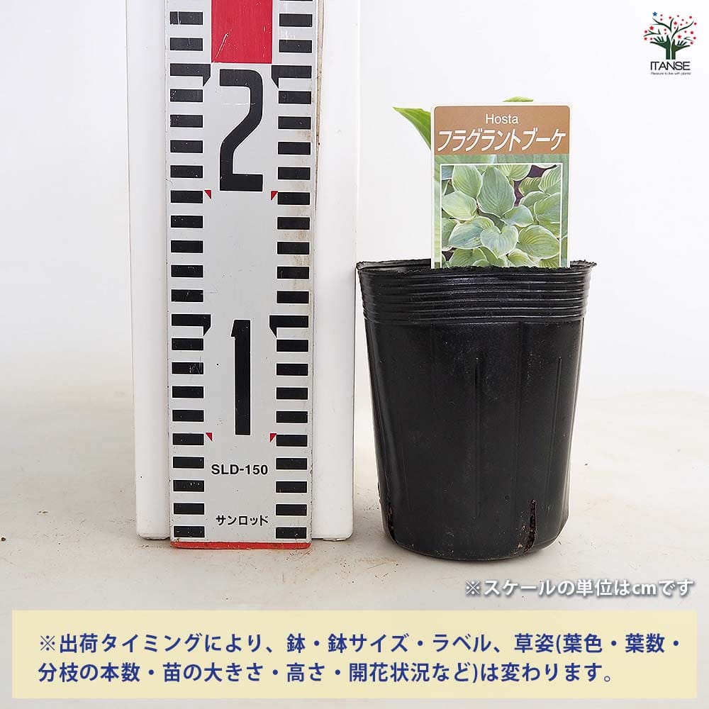 ホスタ フラグラントブーケ 【花苗 3.5号】