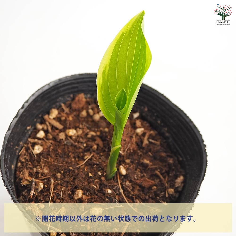 ホスタ フラグラントブーケ 【花苗 3.5号】