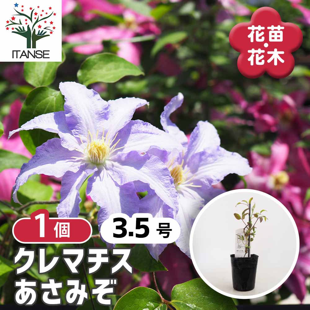 クレマチス あさみぞ 【花苗 3.5号／1個売り】｜ 【植物のITANSE