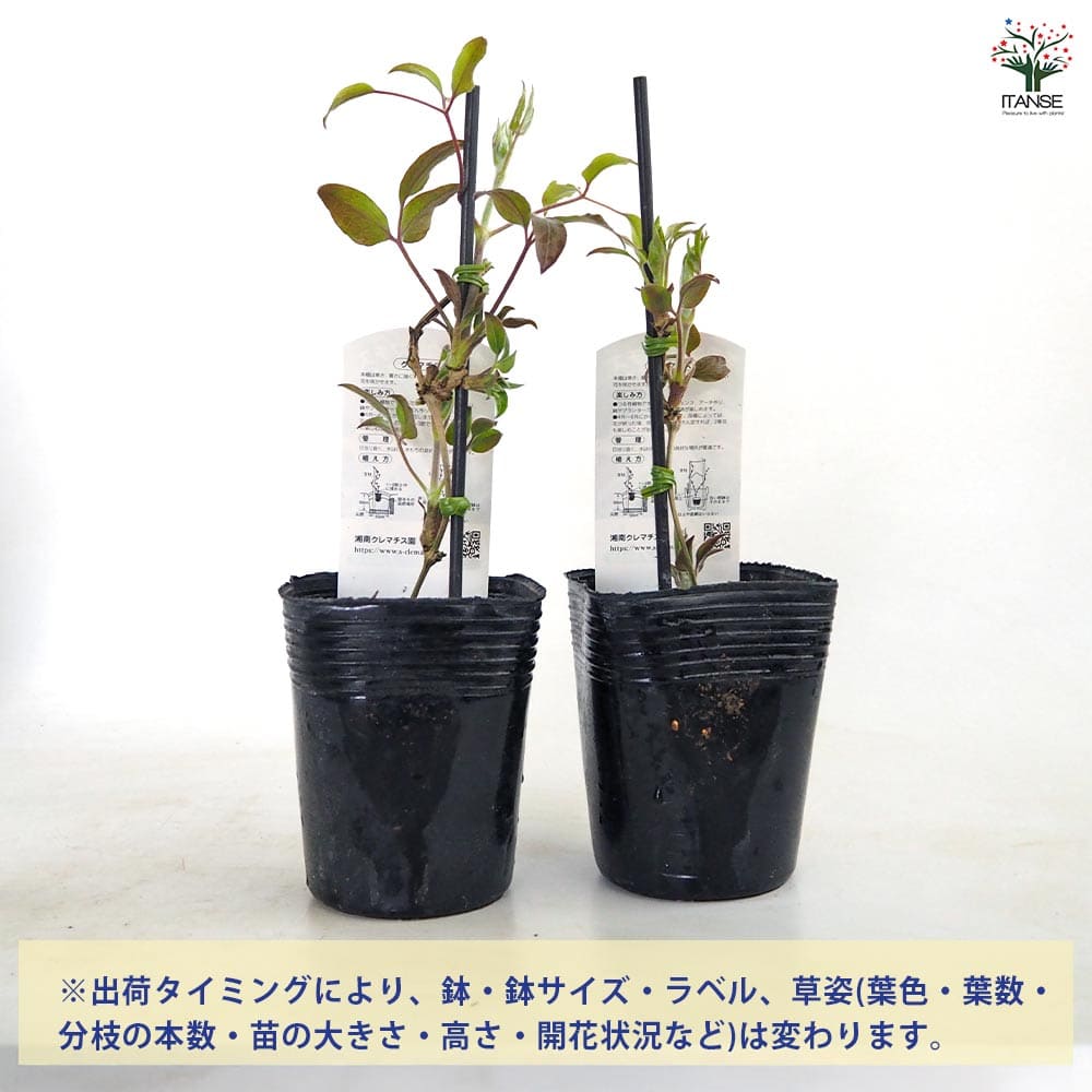 クレマチス あさみぞ 【花苗 3.5号／1個売り】｜ 【植物のITANSE