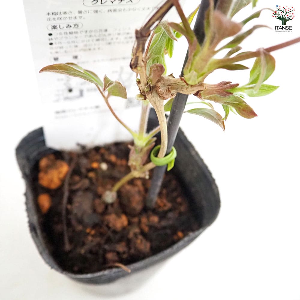 クレマチス あさみぞ 【花苗 3.5号／1個売り】｜ 【植物のITANSE