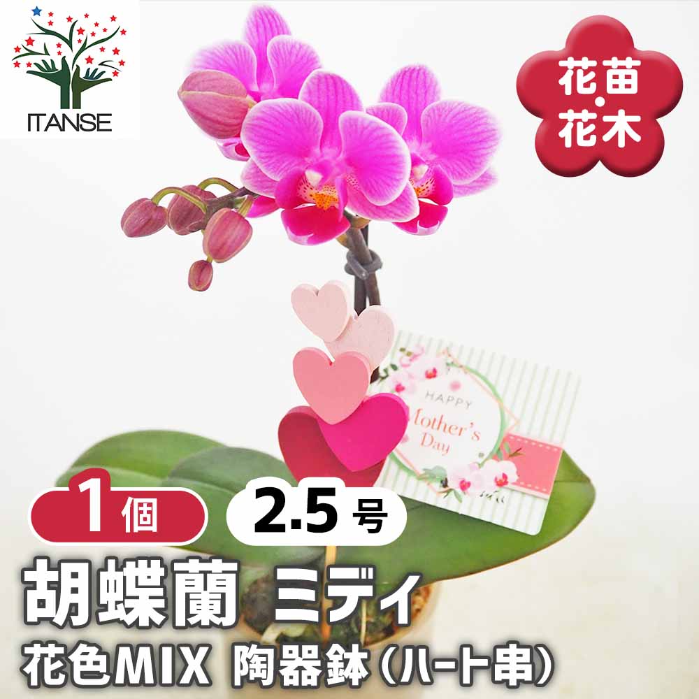 胡蝶蘭 ミディMIX 陶器鉢(ハート串) 【花苗 2.5号／1個売り】｜ 【植物
