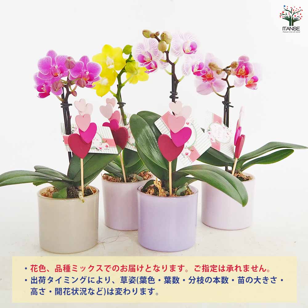 胡蝶蘭 ミディMIX 陶器鉢(ハート串) 【花苗 2.5号／1個売り】｜ 【植物