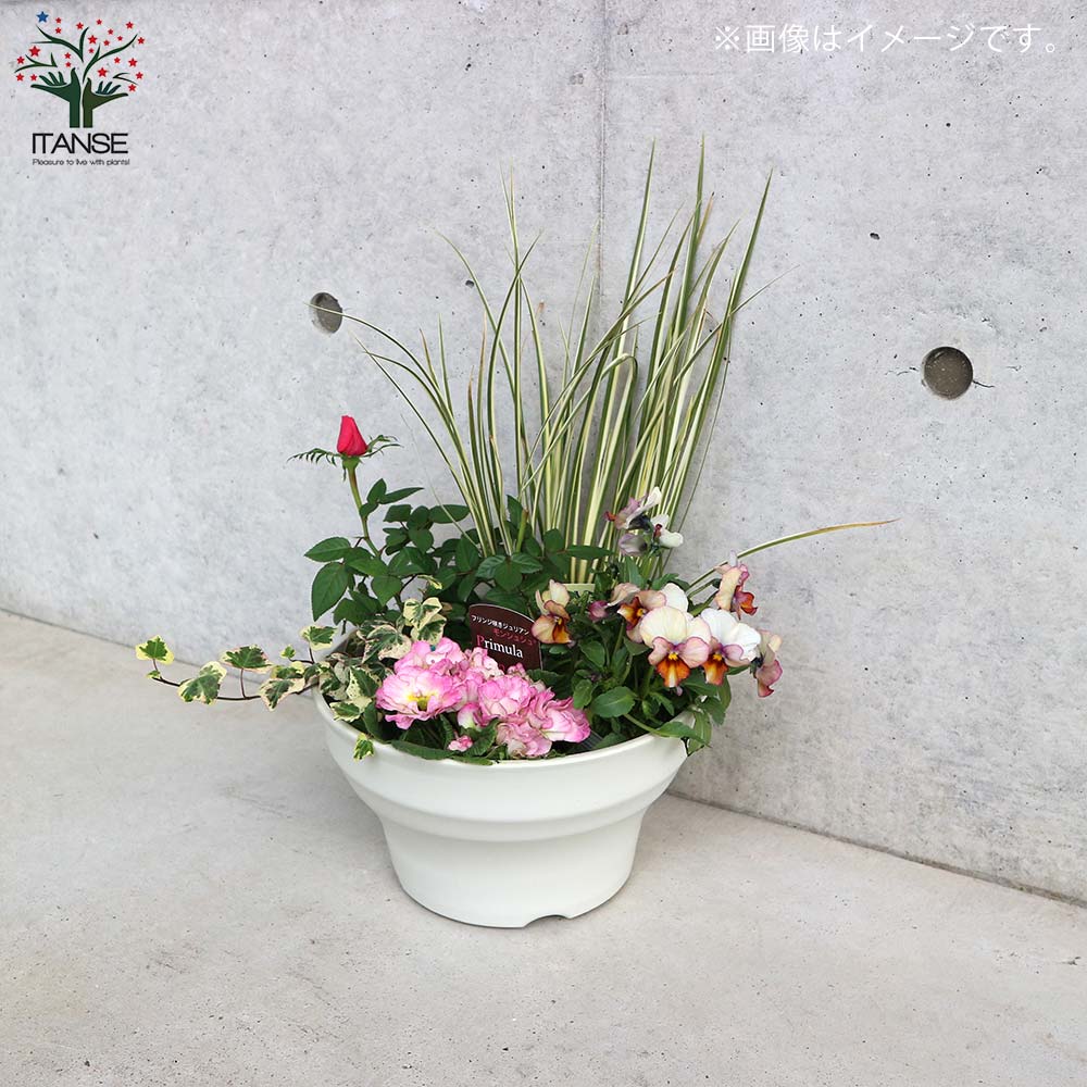 ミニ薔薇＆季節の花苗＆カラーリーフ葉物類 苗投込み寄植え風 Aセット