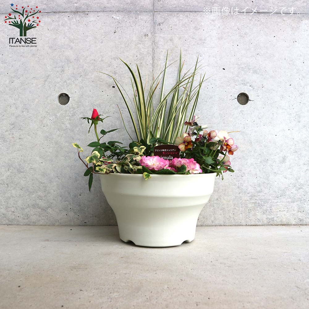 植木鉢等　複数種類　バラ売り可 ミニ薔薇＆季節の花苗＆カラーリーフ葉物類 苗投込み寄植え風 Aセット