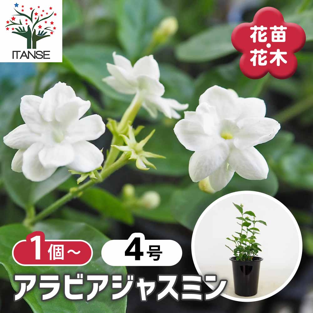 ジャスミン マツリカ ( アラビアジャスミン ) 【花木苗 4号】｜ 【植物