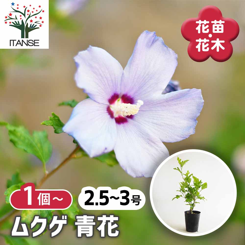 ムクゲ 青花 【花木苗 2.5号】｜ 【植物のITANSE】全品送料無料