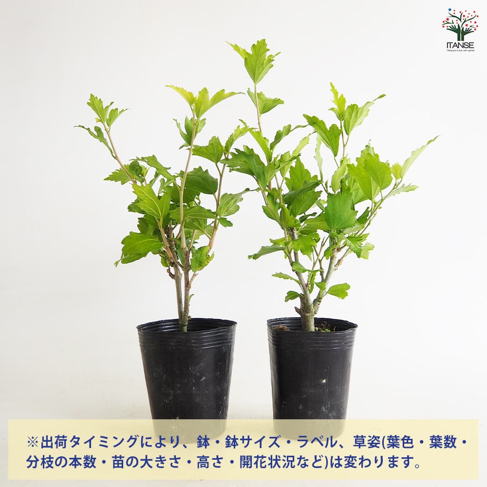 ムクゲ 青花 【花木苗 2.5号】｜ 【植物のITANSE】全品送料無料